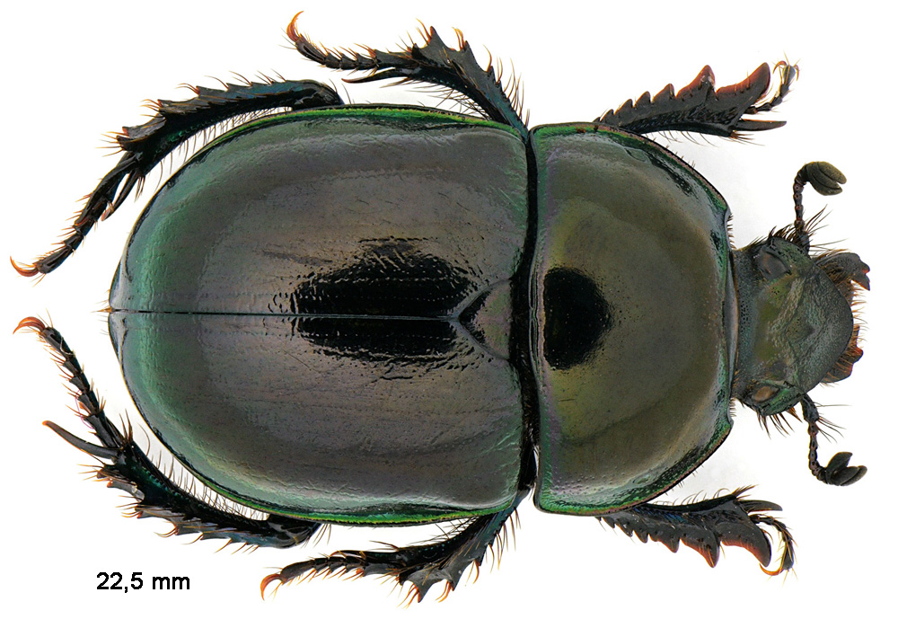 Trypocopris pyrenaeus (Charpentier, 1825)